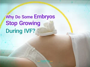 Embryos Stop Growing